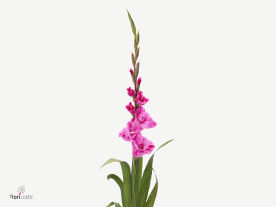 Gladiolus (Large-flowered Grp) '14-1919-1 Rosette'