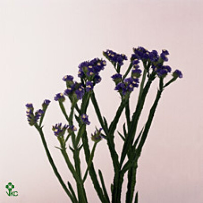 Limonium sinuatum Blue Wings