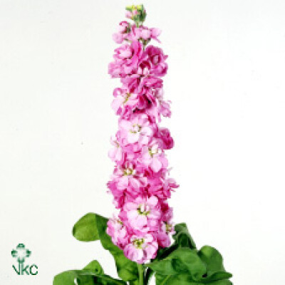 Matthiola incana 'Fedora'