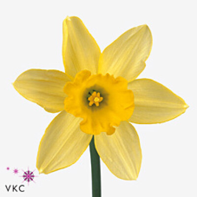 Narcissus (Large-cupped Grp) 'Fortune'