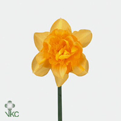 Narcissus (Double Grp) 'Dick Wilden'