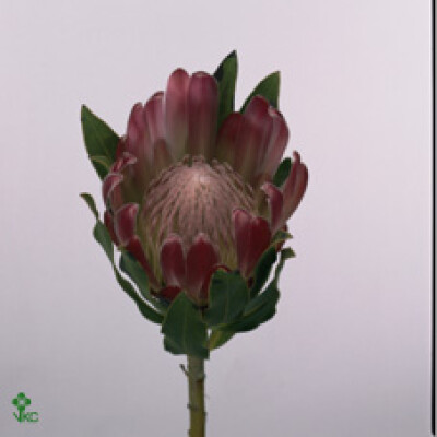Protea 'Brenda'