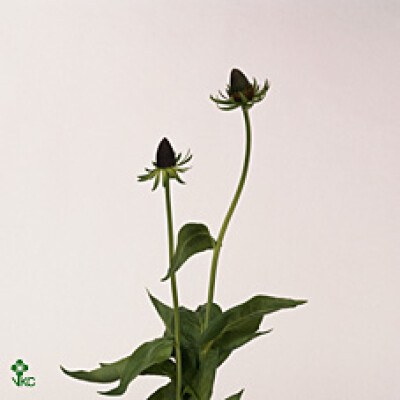 Rudbeckia occidentalis 'Green Wizard'