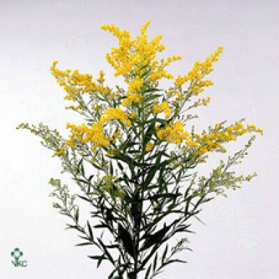 Solidago 'Golden Super'