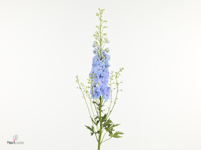 Delphinium (Elatum Grp) Amor Baby Blue