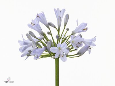 Agapanthus 'Flowerstud'