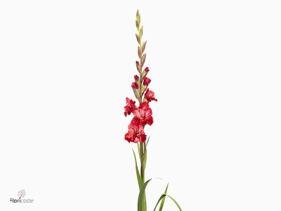 Gladiolus (Large-flowered Grp)  Flamencos Velvet Raspberry
