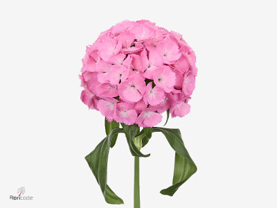 Dianthus barbatus Dauphin Breanthus