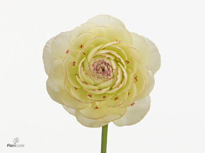 Ranunculus asiaticus Romance orlÃ©ans