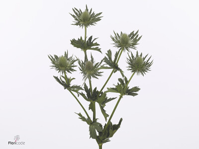 Eryngium planum Gemini Questar