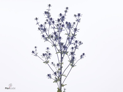 Eryngium planum Renate Mavicta