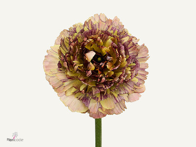 Ranunculus asiaticus Brushmark Verona