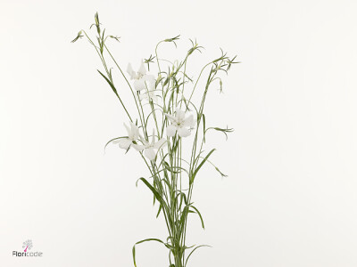 Agrostemma 'Queen White'