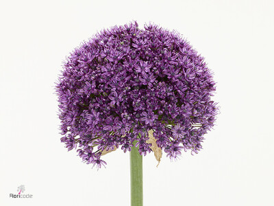 Allium 'Paintball'