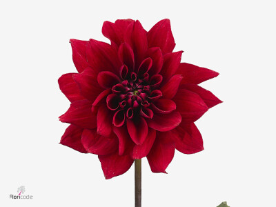 Dahlia (Decorative Grp) 'Red Pannier'