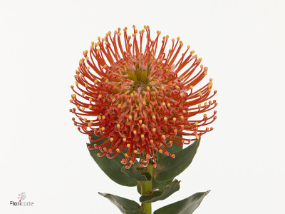 Leucospermum Ayoba Tangerine