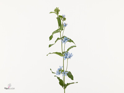 Oxypetalum coeruleum 'Tweedy Blue'