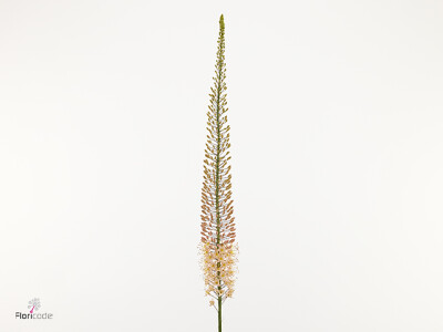Eremurus x isabellinus 'Hercules'