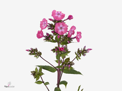 Phlox (Paniculata Grp) 'Gogo Saffron'