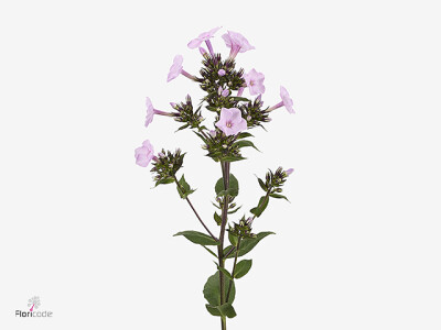 Phlox (Paniculata Grp) 'Gogo Pink Panther'