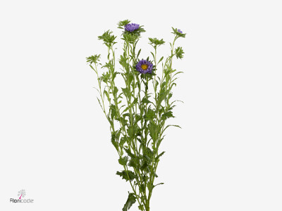 Callistephus chinensis 'Jupiter Blue'