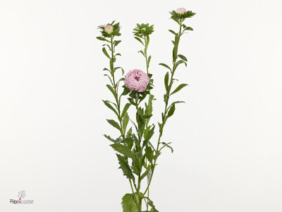 Callistephus chinensis 'Jupiter Rose'