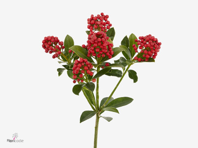 Skimmia per bos japonica 'Pabella'