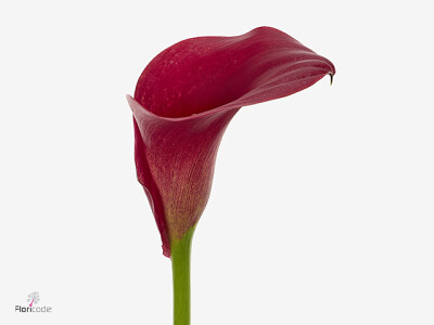 Zantedeschia Limbo